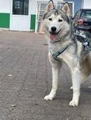Reyla, Husky Fans gesucht in 31675