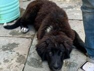 Plüschbär Elvis sucht seine Familie - Niederviehbach