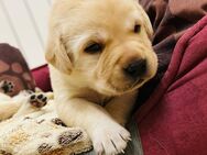 Unsere Labrador Retriever Welpen sind da, blond, weiß - Wulfsen