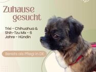 Trixi - liebevolles Zuhause gesucht - Lippetal