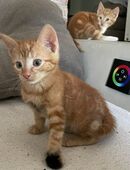 Kitte abzugeben in 26939