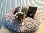 Norwegische Waldkatzen Kitten mix - Hückelhoven Zentrum