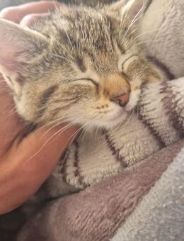 Kitten Bengal/EKH Mischlinge(3.Männchen.3Weibchen) - Beckum