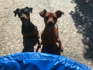Wurfankündigung reinrassige Zwergpinscher / Rehpinscher Welpen - Dierdorf