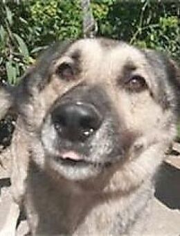 BRUCE - verlor seine Familie...... - Kempen