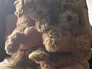 Maltipoo 2 Mädchen - Rostock