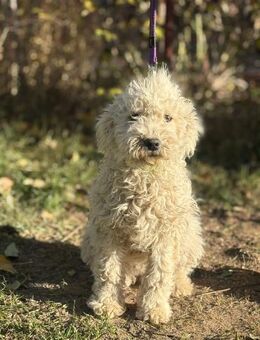 Só - bezaubernde Hündin sucht Familie - Köln