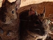 Degu - Detmold