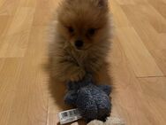 Zwergspitz Pomeranian junge sucht neue zuhause - Berlin Spandau