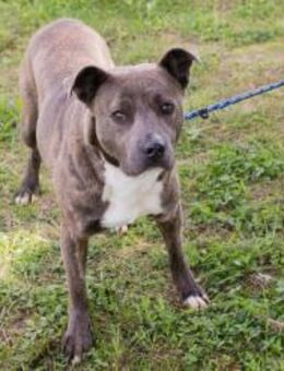 BLU - Futternapf mit Anschluß gesucht - Overath