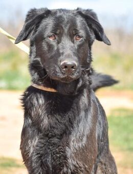 Coronel ist sehr lieb und dankbar - Laatzen