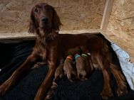 Irish Doodle Welpen F1 Irish Setter/Pudel - Liebenau (Hessen)