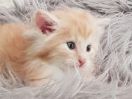 Maine Coon Kitten - Gummersbach