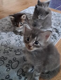 Wunderschöne Main Coon Kitten suchen Familienanschluß - Nördlingen