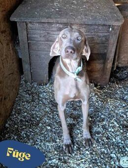 Füge VA, braucht klare Führung - Rheine