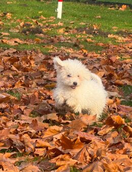 🐾 Bichon à poil frisé – Zwei verspielte Prinzessinnen suchen ihre Familie - Lippstadt