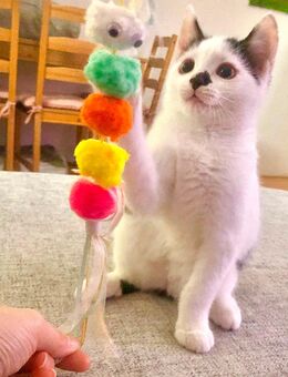 Besonders niedliches und verspieltes EKH Kitten sucht ein liebevolles und herzliches Zuhause - Essen