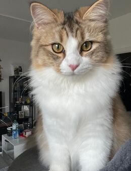 Maine - Coon - Perser Mix - Bernburg (Saale)