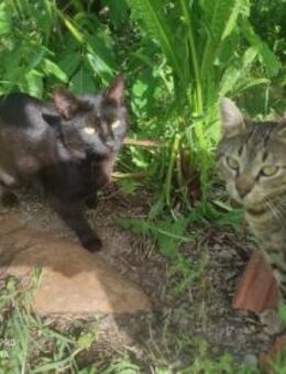 Frida und Diego aus dem Tierschutz - Grevenbroich