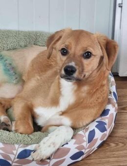 Aron von kettenlos - Bollingstedt