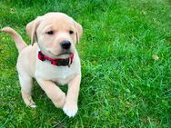 Zauberhafter Labrador Welpe sucht noch ein liebevolles Zuhause - Biebertal