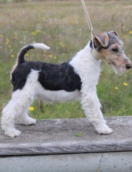 Drahthaar Foxterrier Welpen. #foxterrier. #hunde.#welpen - Steyerberg
