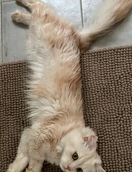 Britisch Langhaar Kater in fawn - Rothenburg (Tauber)