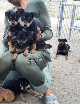 Pinchi, Chihuahua / Zwergpinscher - Amt Wachsenburg