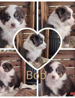 ❤️Wunderschöne Australian Shepherd Welpen mit Papieren ASCA - Tann (Rhön)