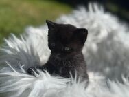 Bkh Kitten - Lauingen (Donau)