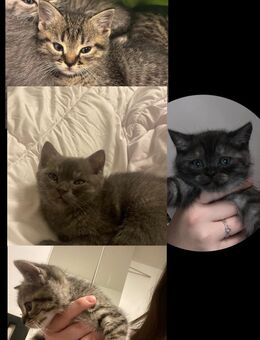 BKH Kitten ❗️HEUTE ABHOLEN FÜR NUR 300€❗️ - Moosburg (Isar)