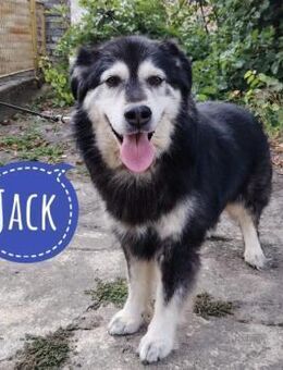 Jack hat noch nie Geborgenheit gespürt - Flörsheim-Dalsheim