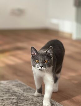 Britisch Kurzhaar Kater - Hadamar