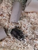 Zwerghamster Summer abzugeben in 71116