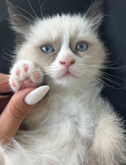 2WUNDERSCHÖNE Mix kitten Abgabebereit, Heilige Birma/Ragdoll Mama und BKH Papa - Eislingen (Fils)