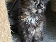 Katzenbabys Persermix - Geisenfeld
