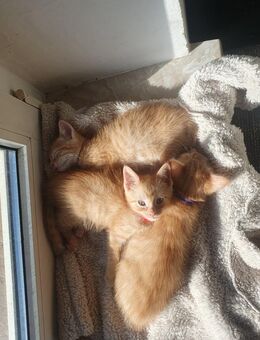 Drei süße Kitten suchen ihr Taumtzuhause - Großrosseln