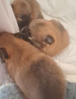 Zwergspitz pomeranian Welpen mini - Karlsruhe