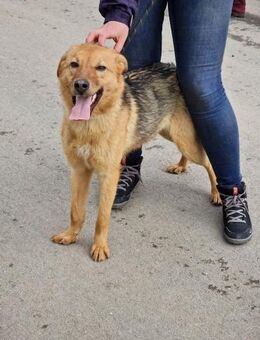 Freundliche SILVI sucht IHRE Menschen ♥️ - München