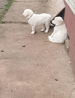 Pyrenäenberghund - Sonnenstein