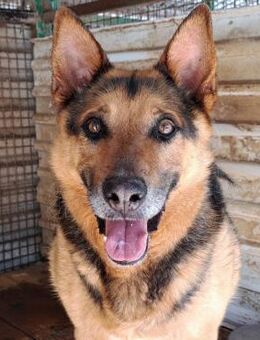 Vuki - Sonnenschein auf vier Pfoten - Obertshausen