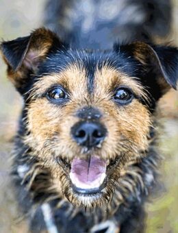 OLINEK-kleiner Prinz mit großem Herz - Kleinheubach