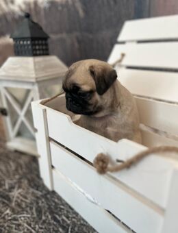 Mops Welpen - Windeck