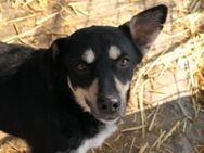 Schüchterne Fiene sucht Kuschelpartner - Kallmünz