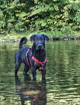 Mischlingshund - Arnsberg