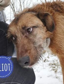 Elliot ein sehr lieber Kerl - Flörsheim-Dalsheim