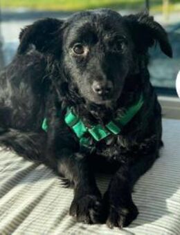 süße kleine Naira sucht eine Familie - Margetshöchheim