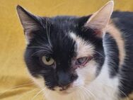 BIENE-dreifarbige Glücks-Jung-Katze - Rösrath