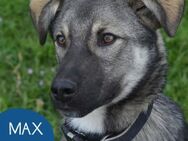 Aufgeschlossener Max sucht seine Familie - Tarmstedt