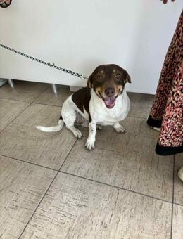 Süße kleine Carina sucht Familie - Großefehn